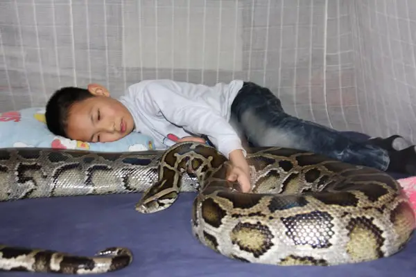 snake with boy