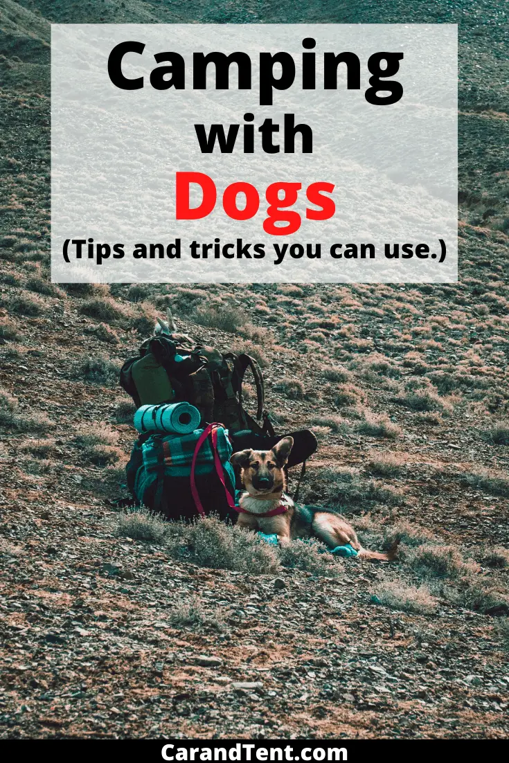 Camping with Dogs - Everything You Need to Know