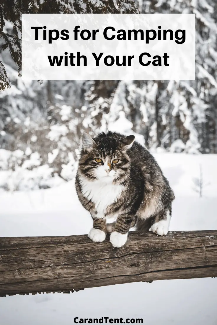 tips for camping with your cat graphic pin