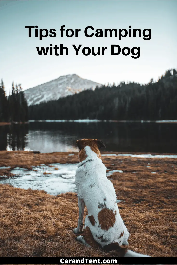 tips for camping with your dog graphic pin