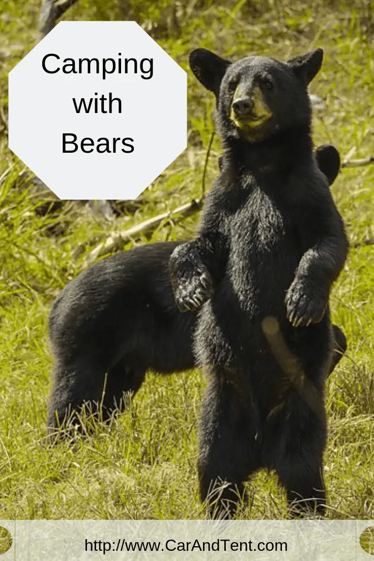 camping with bears