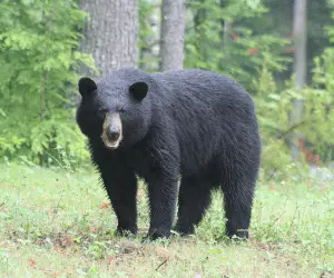 camping with bears