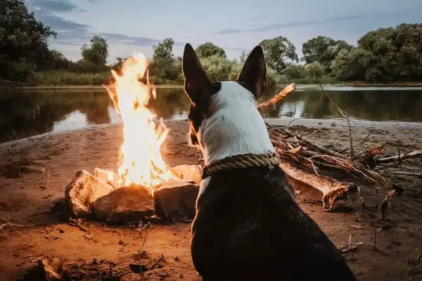 camping with dogs