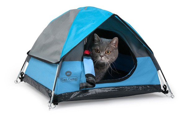 cat in a tent