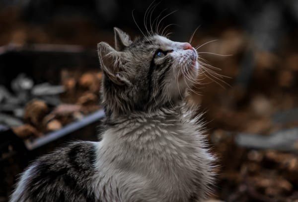 cat in forest