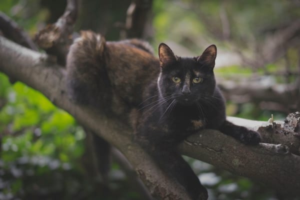cat on a tree branch