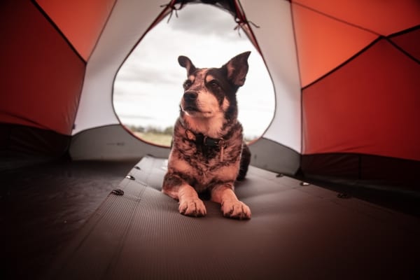 dog in tent