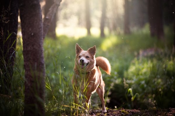 dog in woods