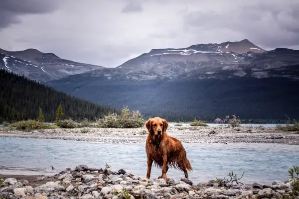 dog near water