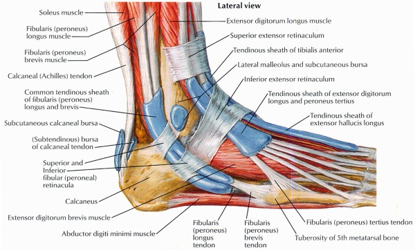 foot muscles for hiking