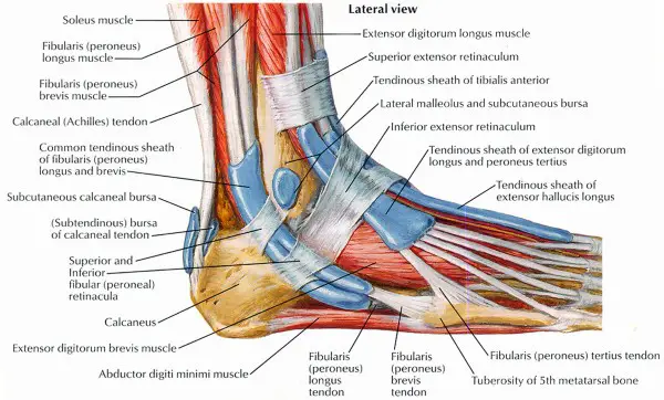 foot muscles for hiking