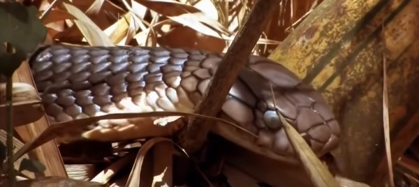 snake while hiking