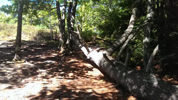 fallen tree