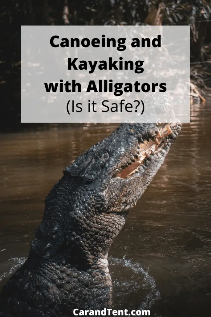 Kayaking and Canoeing with Alligators Is it safe?