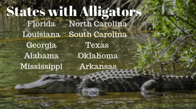 states with alligators