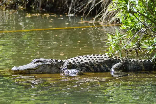 alligator on river