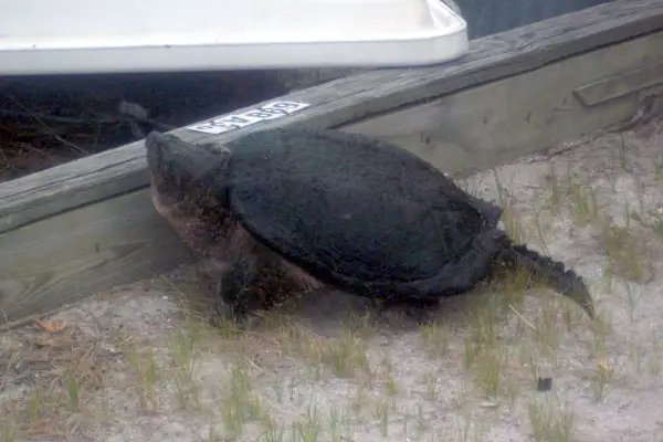 alligator snapping turtle