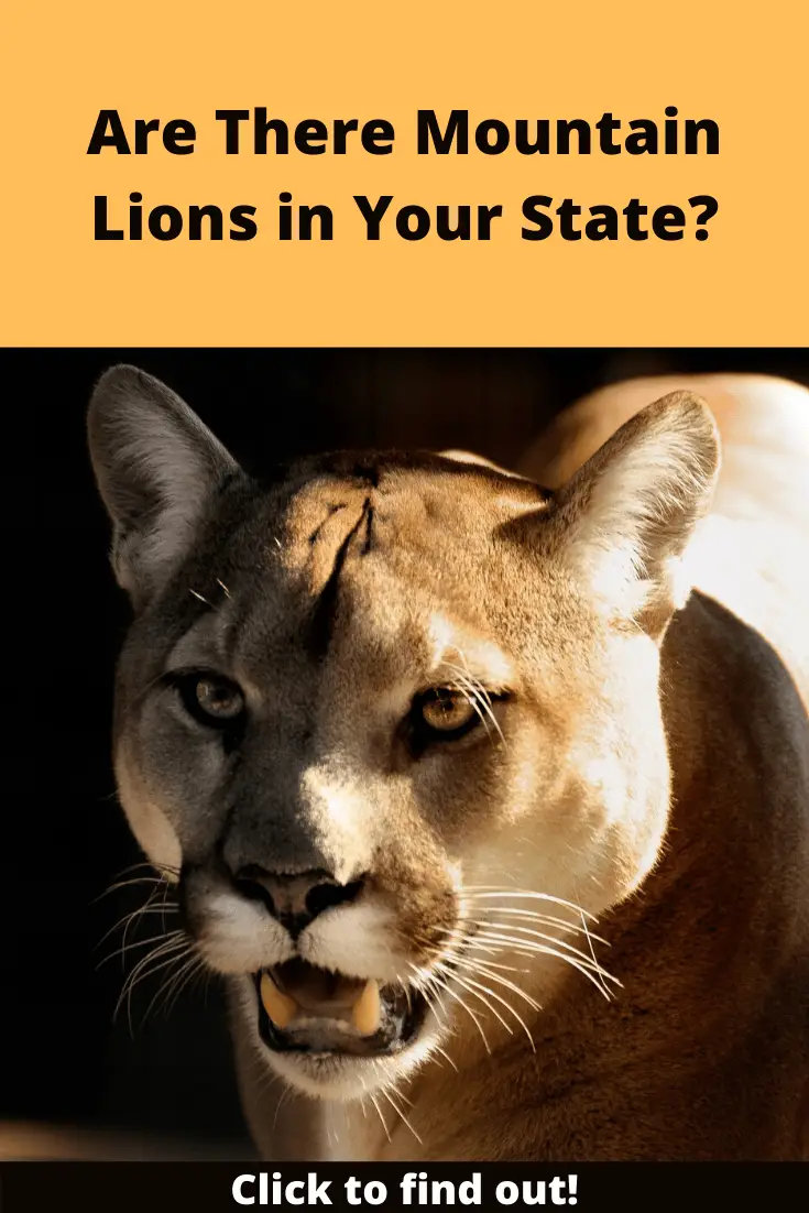 Are There Mountain Lions in Your State pin2