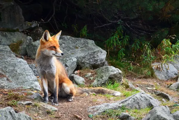 fox in woods