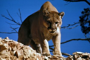 hiking with mountain lions feature image