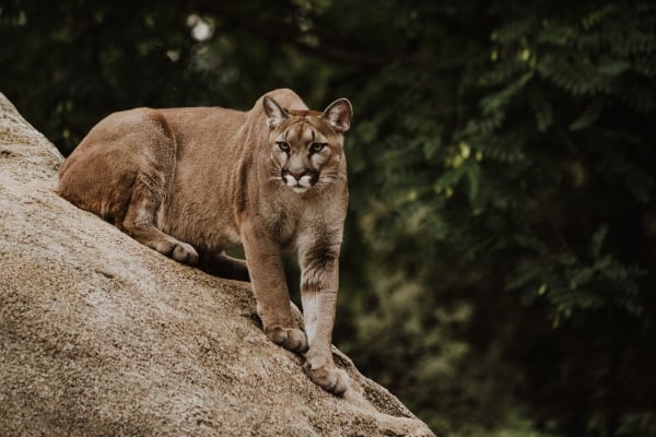 mountain lion on rock