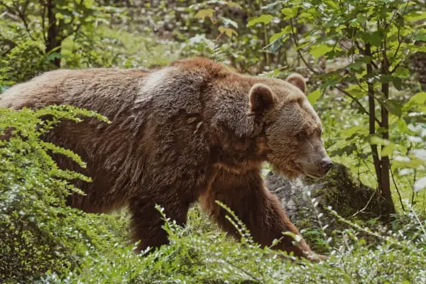 bear in forest