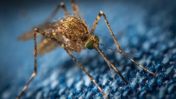 mosquito on camping equipment