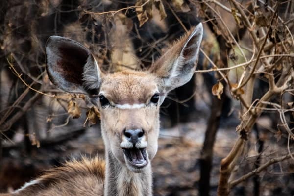 angry deer