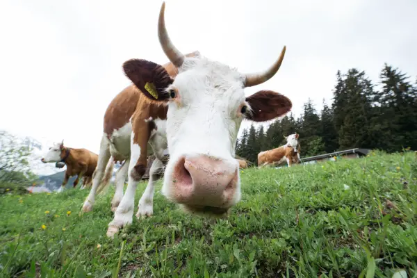 cow