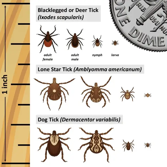 ticks at scale