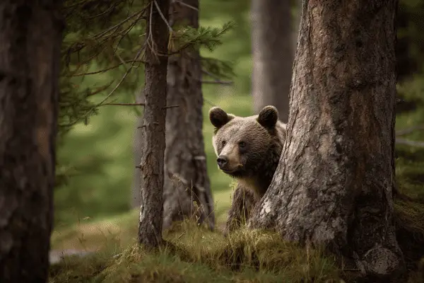 bear near a tree