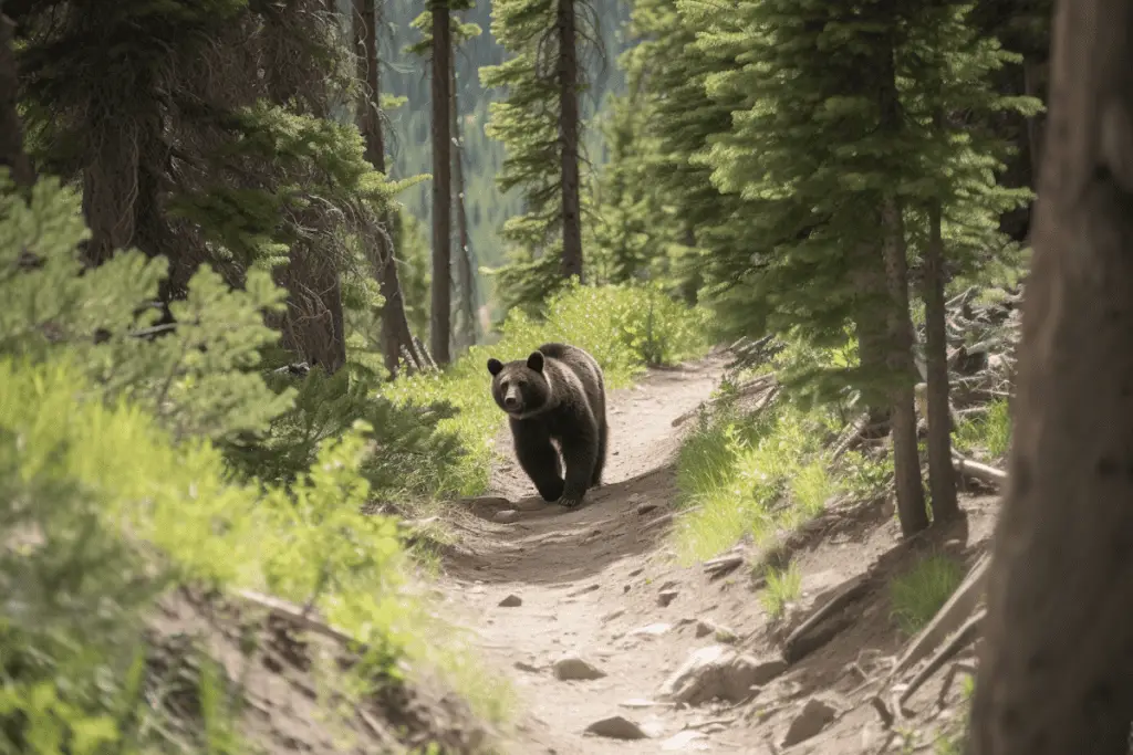 bear on hiking trail