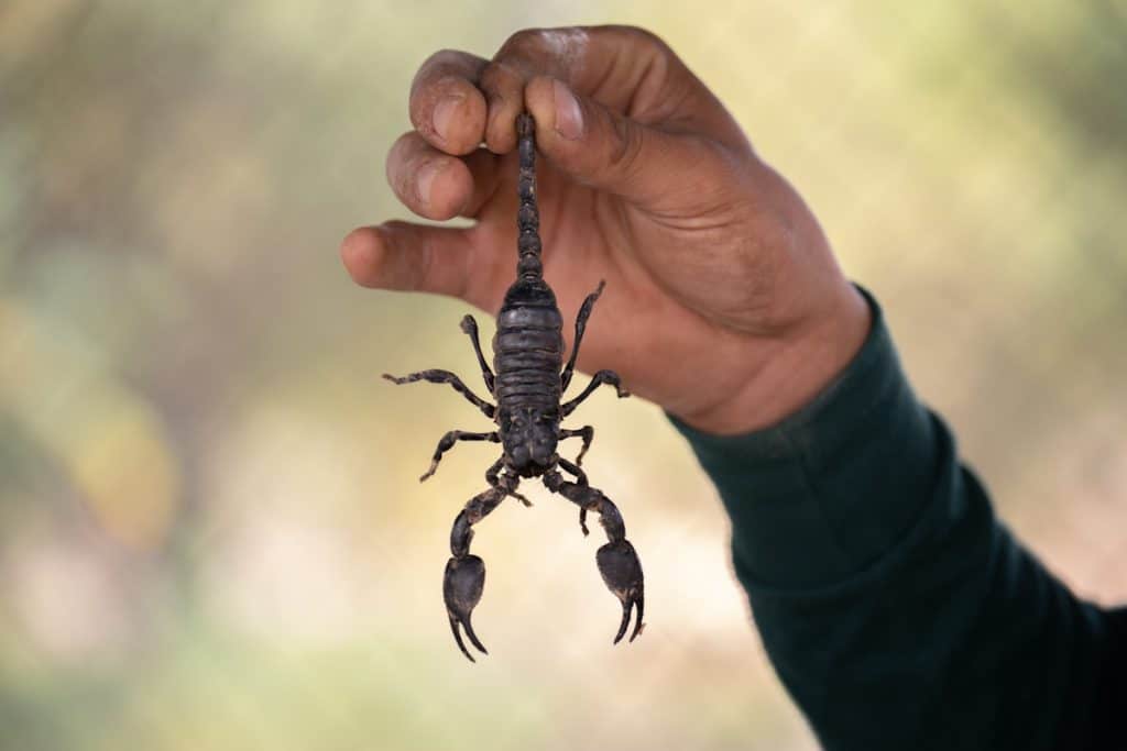 how to keep scorpions away while camping