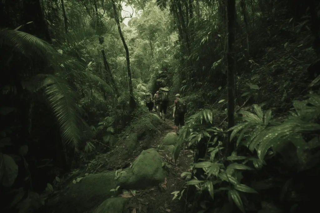 jungle hiking tips