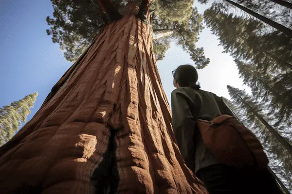 where to see giant sequoias