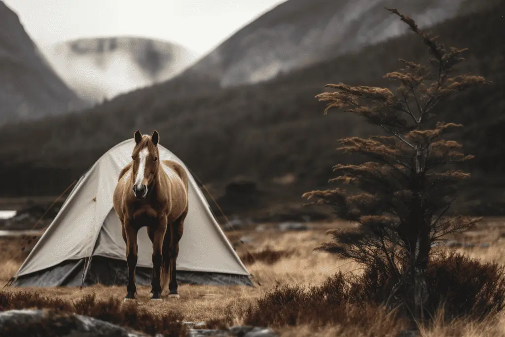 equine camping