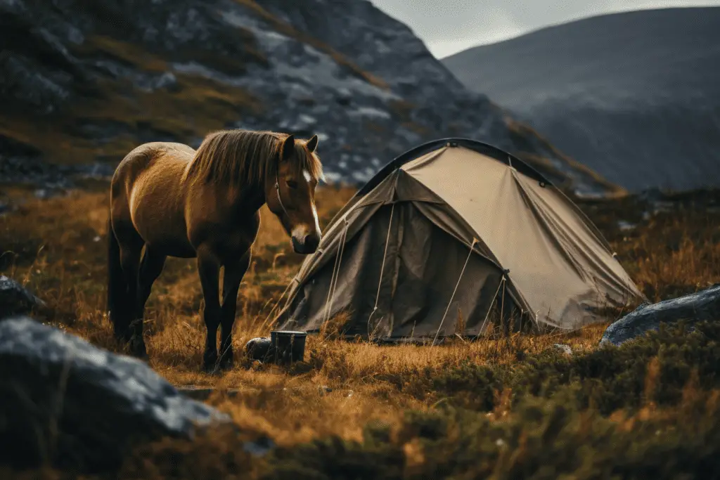 horse camping in montana